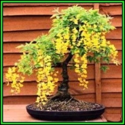 Laburnum Anagyroides - Goldenchain Tree Bonsai - 10 Seeds + Free Gifts Seeds + Bonsai Ebook New