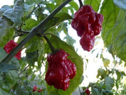 Seeds For Africa 7 Pot Primo - Chilli Pepper - Capsicum Chinense - Hot & Rare - 5 Seeds