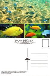 Malawi - 2016 Endemic Fish Postcard
