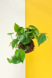 Lifestyle Heart Leaf Philodendron Green Kokedama
