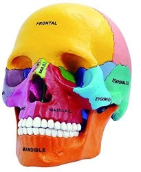 4D Master 26087 4D Anatomy Didactic Exploded Skull Model