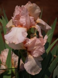 Iris Plants: Flamingo Lace -soft Flamingo Pink Petals With Striking Orange Beard