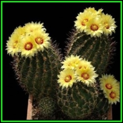 Thelocactus Setispinus - 50 Bulk Seed Pack - Exotic Cactus Succulent -combined Global Shipping- New