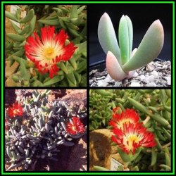 Astridia Longifolia - 10 Seed Pack - Indigenous South African Succulent Mesemb - New