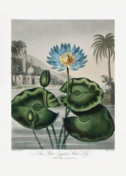 Canvas Wall Art - The Blue Egyptian Water Lily From The Temple Of Flora A0