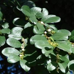 10 Flueggea Virosa White Berry-bush Seeds - Indigenous Edible Fruit Tree