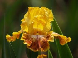 Iris Plants: 'wild Jasmine' - Full Yellow Ground Plicata Falls Trimmed Yellow - Bronze Beard