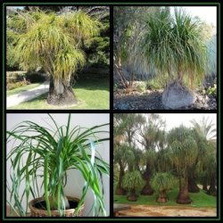 Ponytail Palm - Beaucarnea Recurvata Seeds - 50 Seed Pack - Nolina Recurvata - Exotic Tropical Tree