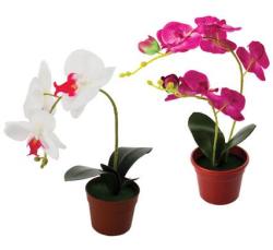 1 X Flower- In -pot Orchid 35CM Asstd