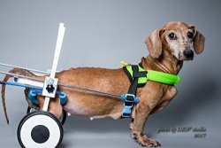 New Xs-lw: Special For Corgi Dachshund Basset Adjustable Dog Pet Wheelchair Hind Legs Rehabilitation 7 Sizes Dog Cart Wheels Including Belly Band For Spine
