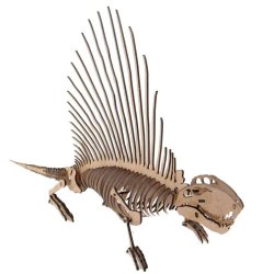 Dinosaur Dimetrodon