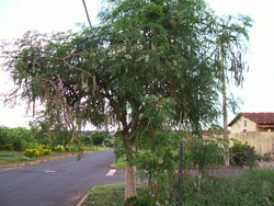 Moringa Oleifera - Tree - Medicinal - Seeds - 20 Seeds