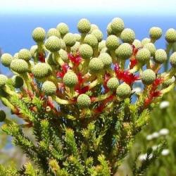 20 Berzelia Intermedia Seeds - Vleiknopbos - Indigenous Evergreen Shrub - Enormous Range