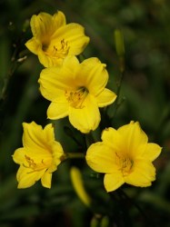 Daylily Plants: Miniature Variety 'bitsy' - Petite Lemon Yellow Daylilies