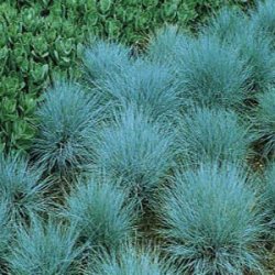 Grass Seeds Blue Fescu - 20 Grass Seeds