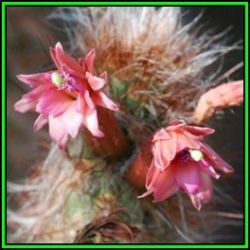 Oreocereus Fossulatus Rubrispina - 100 Bulk Seed Pack - Exotic Cactus Succulent + Free Seeds- New