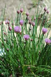 Chives Seeds - 500 Bulk Chives Seeds