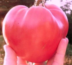 Tomato Varieties - Pink Oxheart Tomato Seeds 10