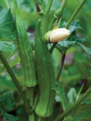 Okra Clemson Spineless Seed - 25 G Raw Seed