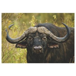 Buffalo Placemat - Big 5