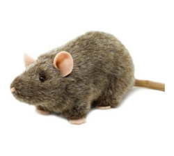 Reuben The Rat
