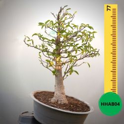 Baobab Bonsai - 77 X 67 X 53 X 15. Bare Rooted. Media And Container Not Included.