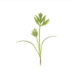 Carrot - Microgreen Seeds - 1KG