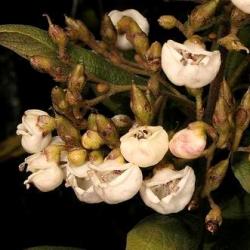 10 Bowkeria Cymosa Tree Seeds - Indigenous