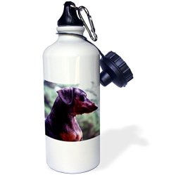 3DROSE WB_1209_1 Black Dachshund Sports Water Bottle 21 Oz White