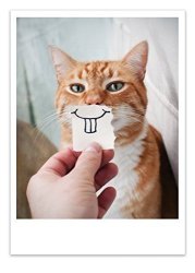Palm Press Inc. - Birthday Card Cat Teeth - 1 Card & Envelope - Printed In Usa
