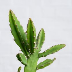 Pfeiffera Cactus - 20CM Hanging Nursery Pot