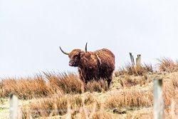Home Comforts Laminated POSTER6 Highland Cow Animals POSTER6 Print 24X 36