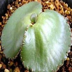 10 Crassula Capensis Seeds +get Seeds With All Orders - Indigenous South African Succulent