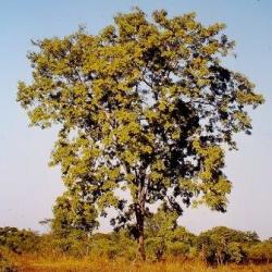 10 Erythrophleum Africanum Seeds - African Blackwood Indigenous South African Tree Seeds From Africa