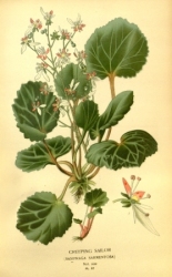 Vintage Botanical No.10