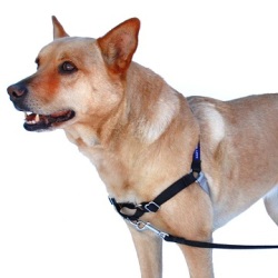 PetSafe Easy Walk Small Black Dog Harness