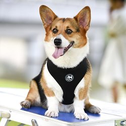 most comfortable dog harness