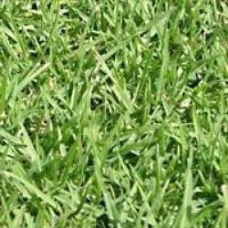 Kikuyu Lawn Grass Seed - Kikuyu - 3.5KGS - 500M2
