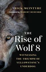 The Rise Of Wolf 8: Witnessing The Triumph Of Yellowstone's Underdog