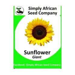 Sunflower Giant 30'S
