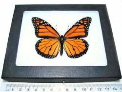 Bicbugs Real Framed Butterfly Monarch Danaus Plexippus Recto Usa