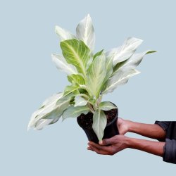 Chinese Evergreen - Ghost - 16.5CM Nursery Pot