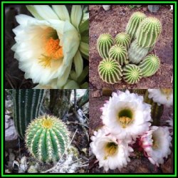 Echinopsis Schickendantzii -100 Bulk Seed Pack- Exotic Cactus Edible Fruit Combined Shipping New