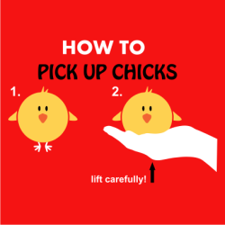 How To Pick Up Chicks Red