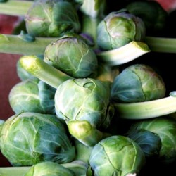 Brussel Sprouts - Long Island - 10 Seeds