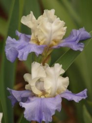 Iris Plants: 'stairway To Heaven' - For The Serious Collector