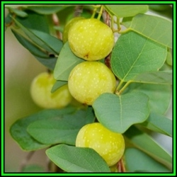 Pseudolachnostylis Maprouneifolia Kudu Berry - 10 Seed Pack - Indigenous Medicinal - New