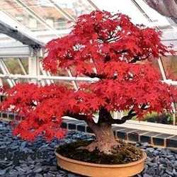 Seeds For Africa Amur Maple - Flame Maple - Bonsai Tree - Acer Ginnala Flame - 5 Seeds