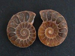 120 Million Year Old Fossil Ammonite Pair