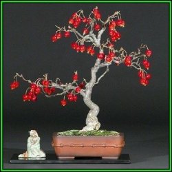 Malus Sargentii - Sargent Crabapple Bonsai - 5 Seeds + Gifts Seeds + Bonsai Ebook New